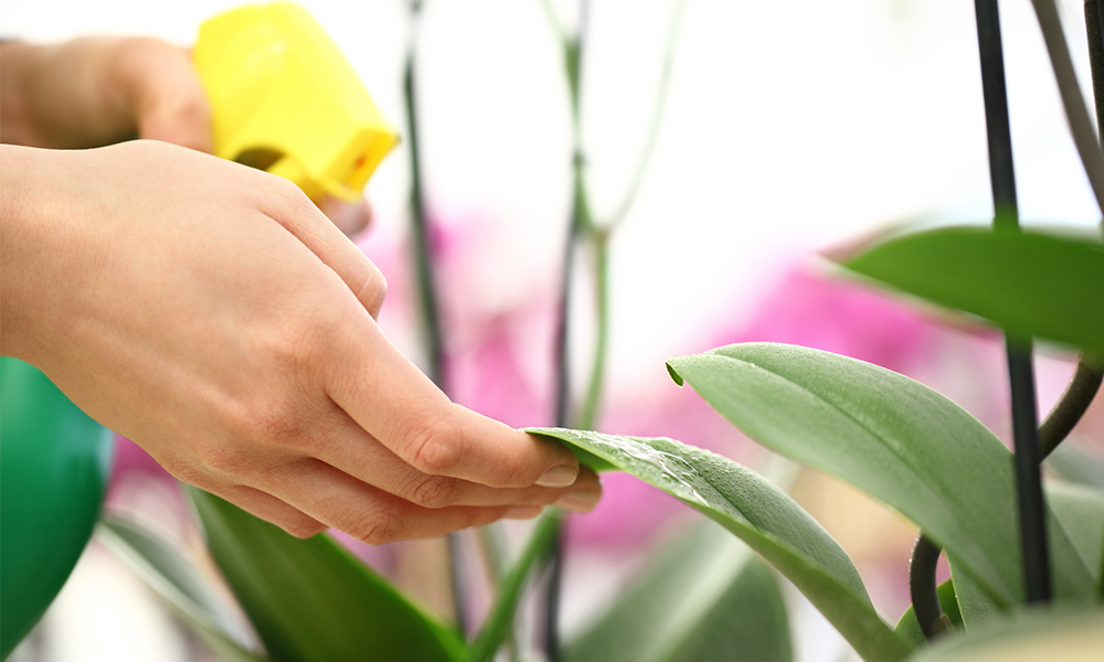 Caring for Houseplant