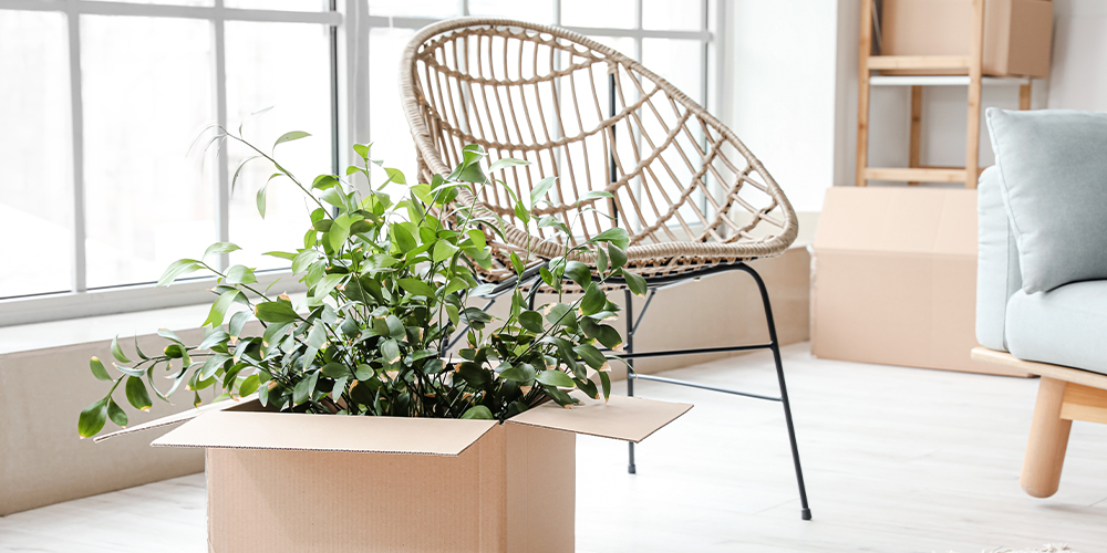 how to successfully isolate your new plants boxed houseplant