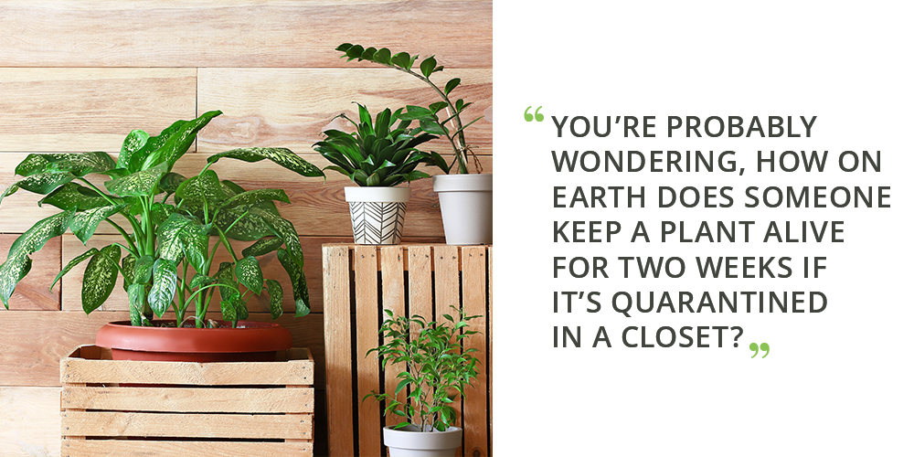 how to successfully isolate your new plants isolating houseplants quote