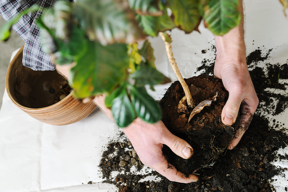 How To Transplant A Houseplant Salisbury Greenhouse How To Transplant A Houseplant