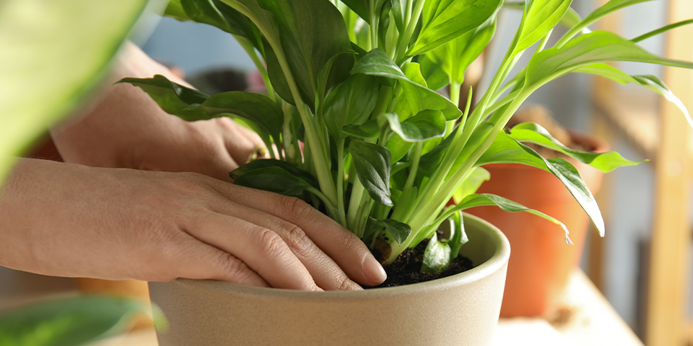 How to Transplant Houseplants-repotting