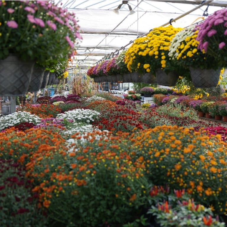 Mums | Salisbury Greenhouse - Sherwood Park, St. Albert