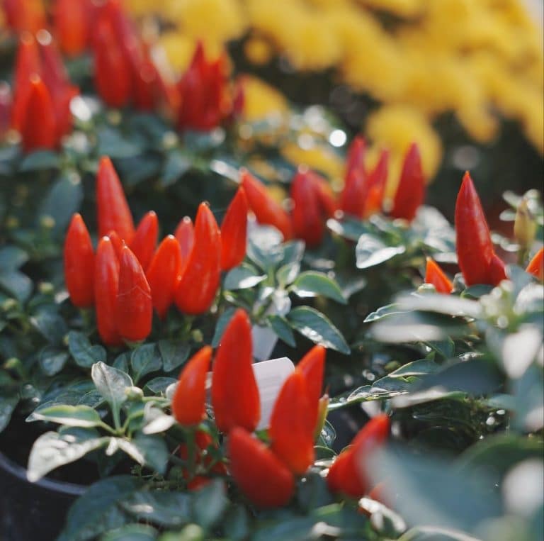 Ornamental Peppers | Salisbury Greenhouse - Sherwood Park, St. Albert