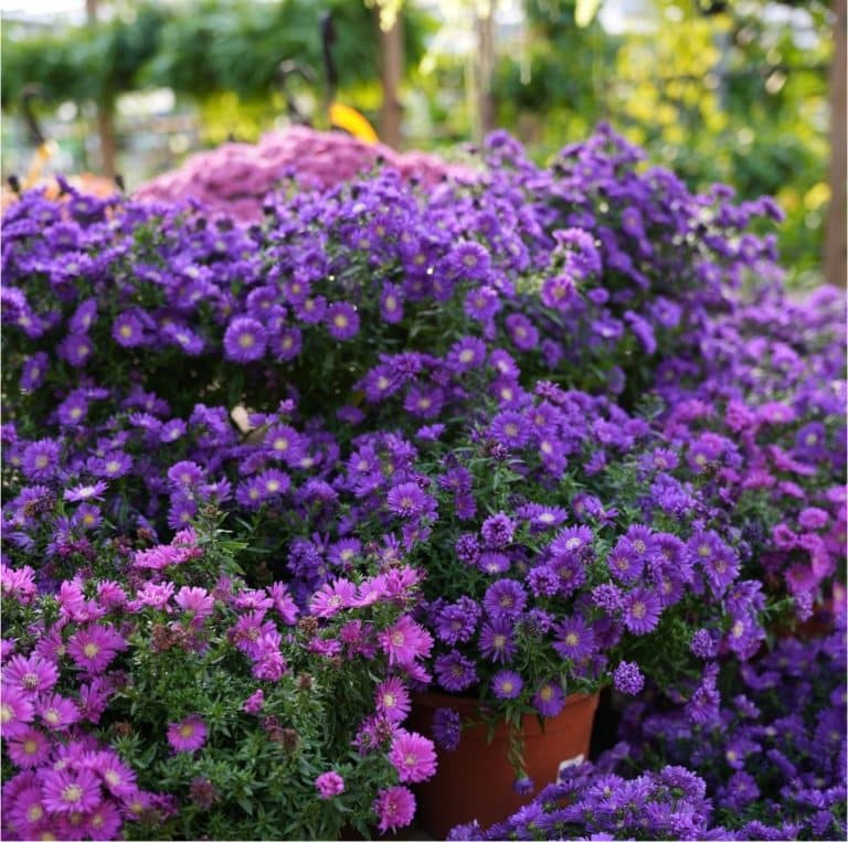 Asters | Salisbury Greenhouse - Sherwood Park, St. Albert