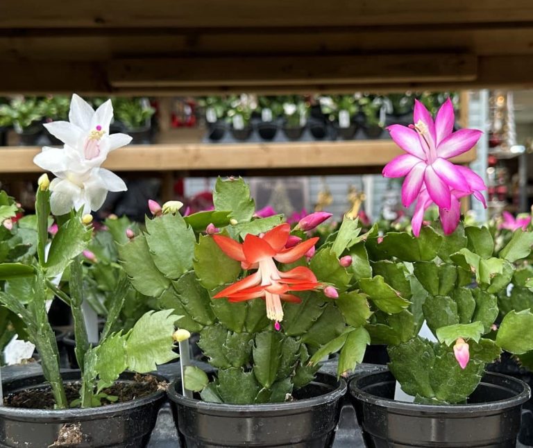 Salisbury Greenhouse | Sherwood Park, St. Albert | Christmas Cactus