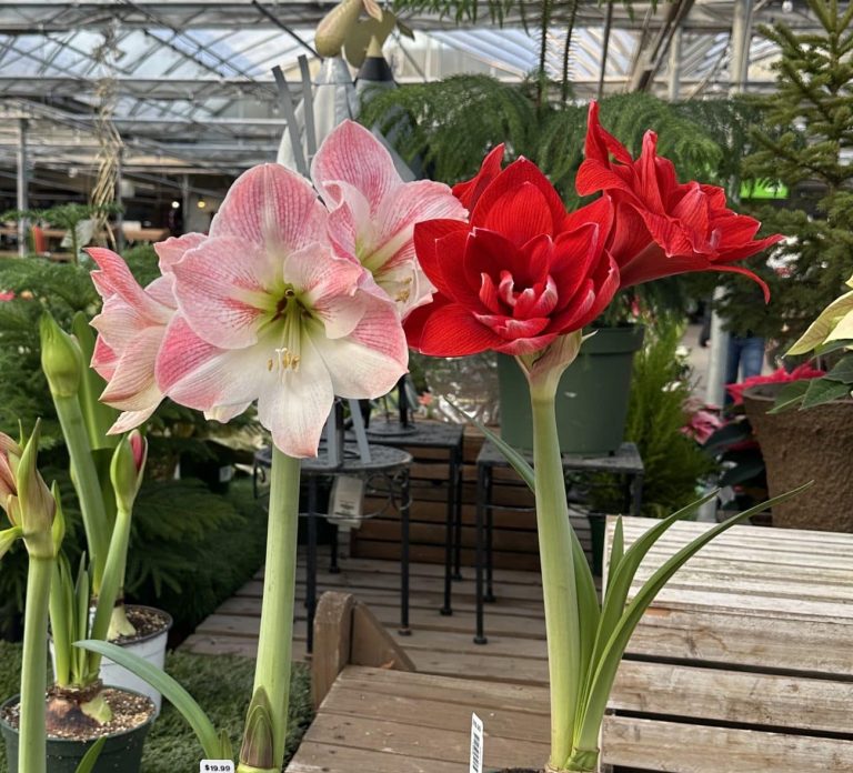 Salisbury Greenhouse - Sherwood Park, St. Albert | Potted Amaryllis