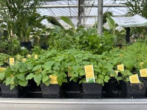 Salisbury Greenhouse | Sherwood Park, St. Albert | Herbs