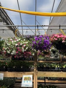 Salisbury Greenhouse | Sherwood Park, St. Albert | Hanging Baskets
