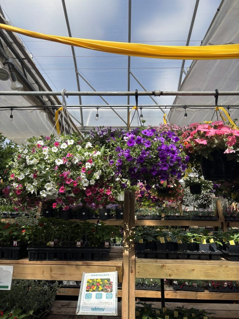 Salisbury Greenhouse | Sherwood Park, St. Albert | Hanging Baskets