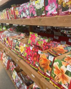 Salisbury Greenhouse | Sherwood Park, St. Albert | Spring Bulbs