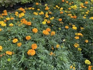 Salisbury Greenhouse | Sherwood Park, St. Albert | Annuals