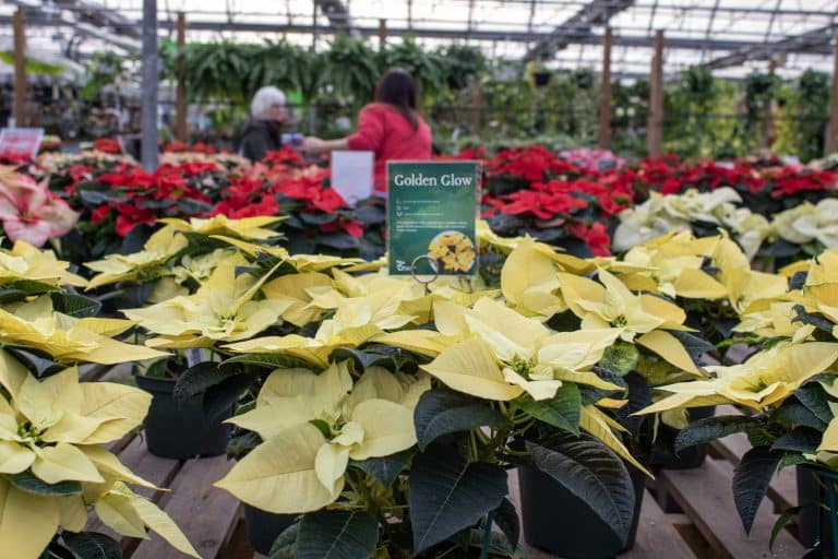 Salisbury Greenhouse | Sherwood Park, St. Albert | Coloured Poinsettias