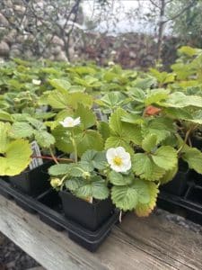 Salisbury Greenhouse | Sherwood Park, St. Albert | Ongoing Deal | 2.5" Perennial Strawberries