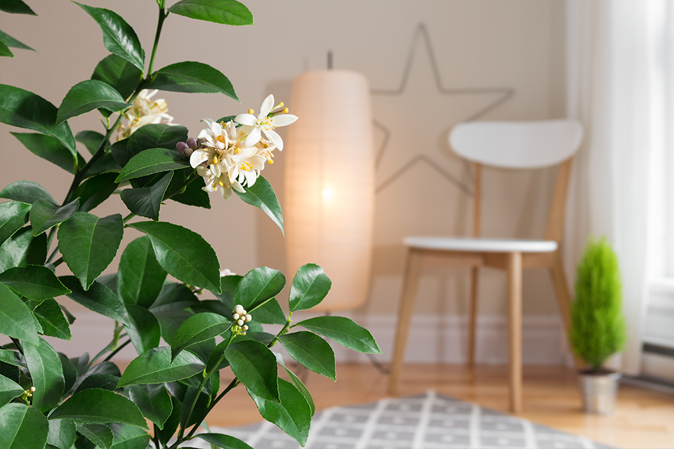 IndoorCitrusPlantsfortheHome_packageFeature Salisbury Greenhouse