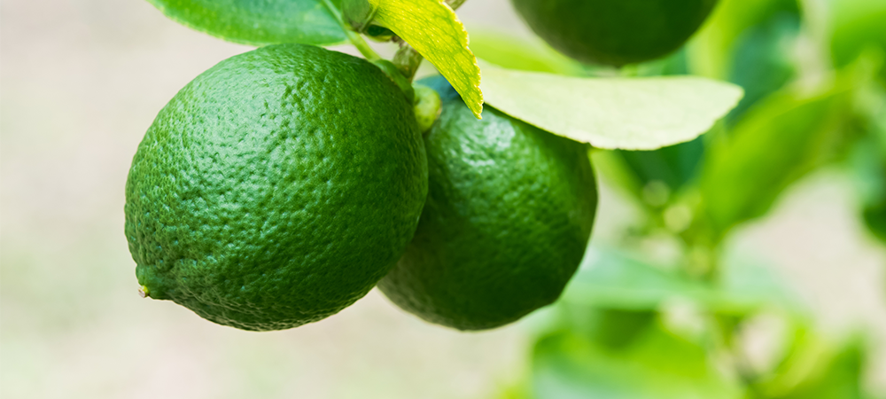 Key Lime is also known as Limequat