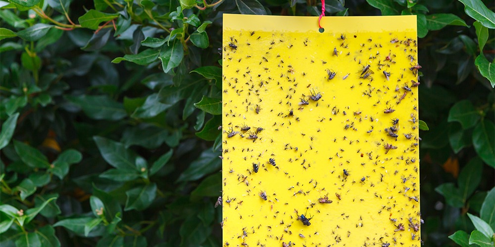 How to Get Rid of Fungus Gnats at Home | Salisbury Greenhouse