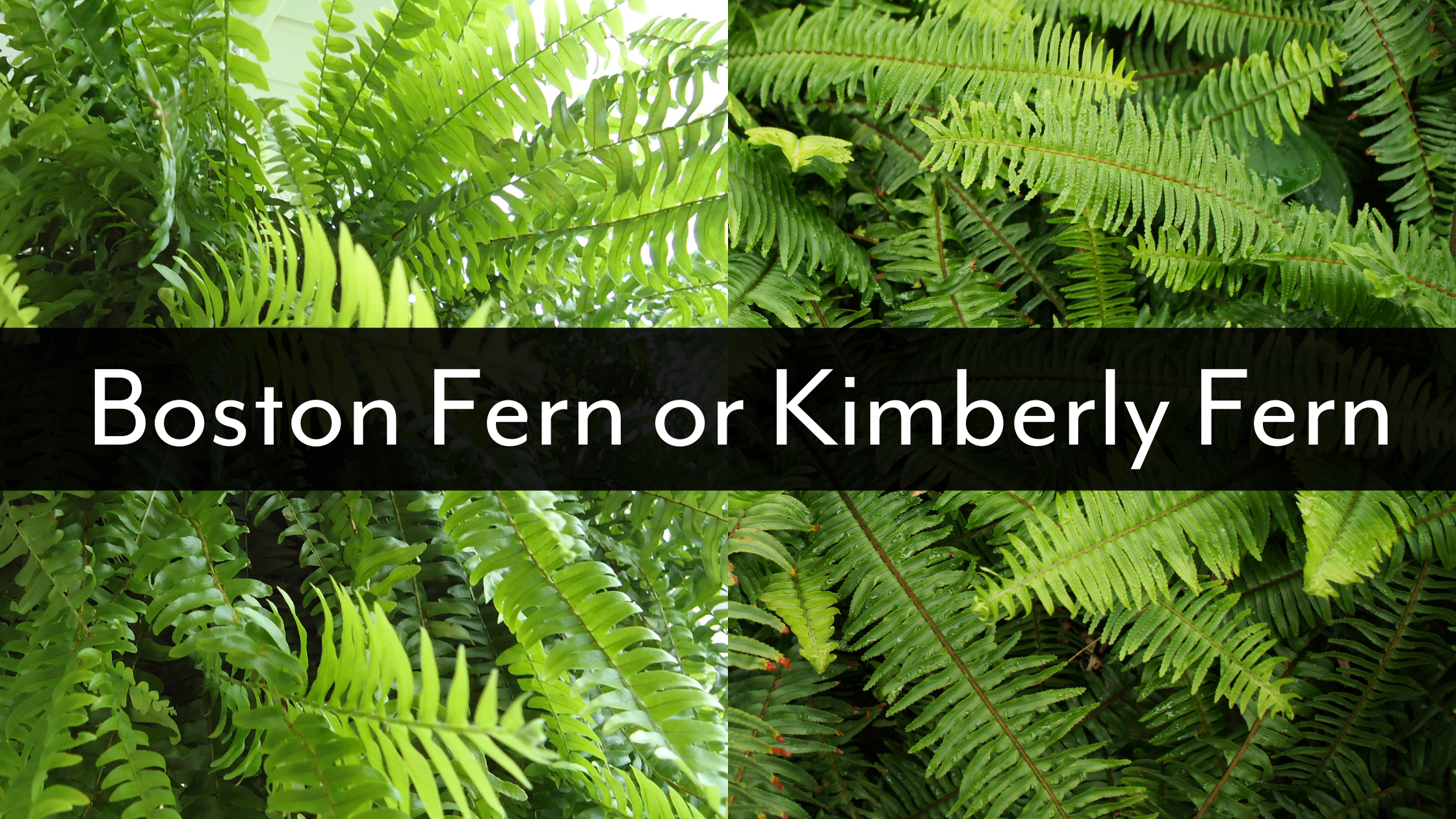 Kimberly Queen Fern vs Boston Fern: 8 Major Differences