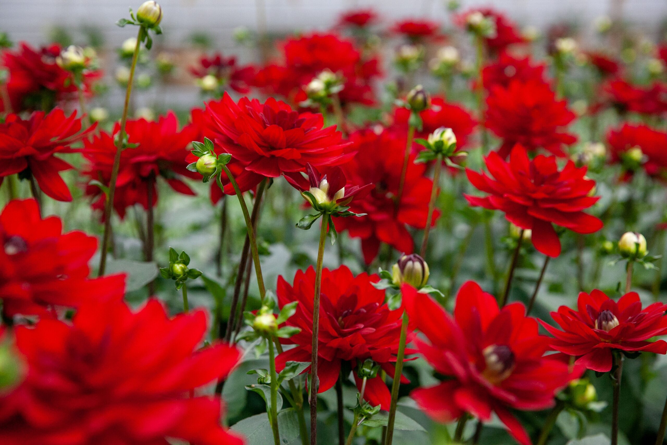 Edmonton garden center red dahlias