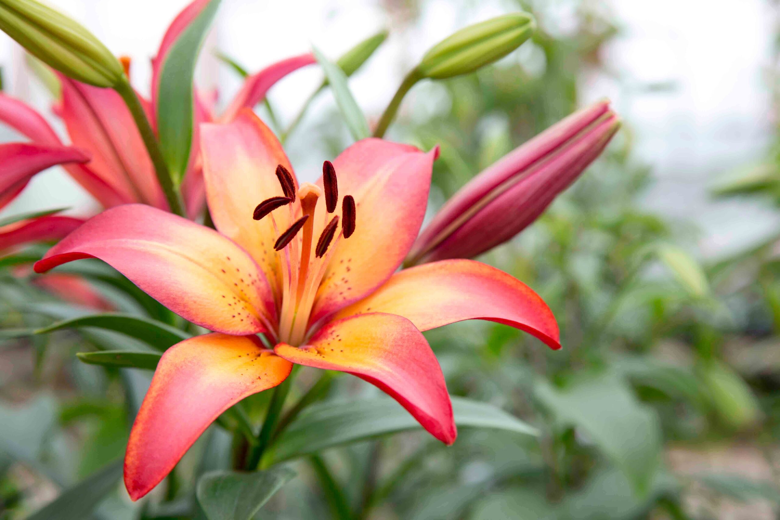 Lily_Perennial_AimeeK_O7A2316_web - Salisbury Greenhouse