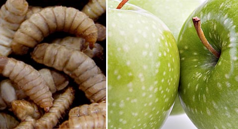 Apple Maggots | Salisbury Greenhouse, Sherwood Park, St. Albert