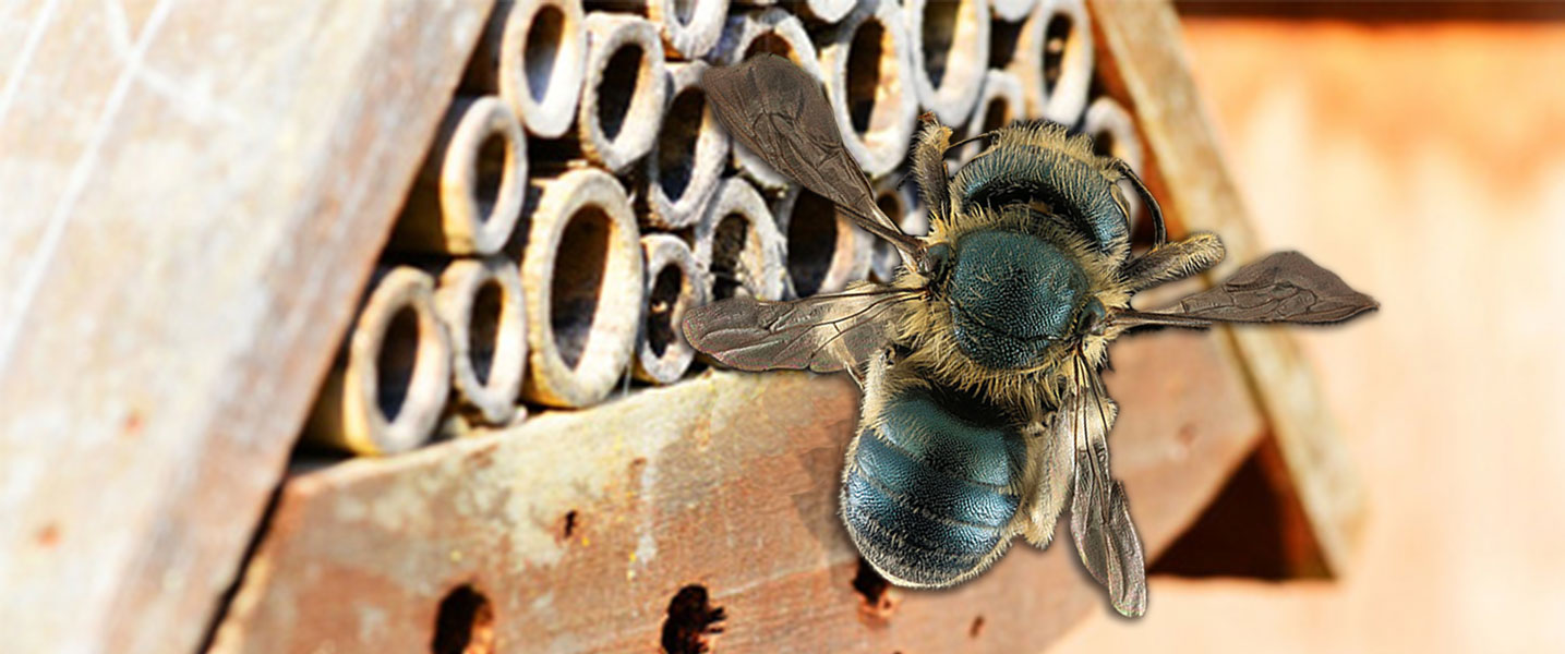 Bee | Salisbury Greenhouse - St. Albert, Sherwood Park