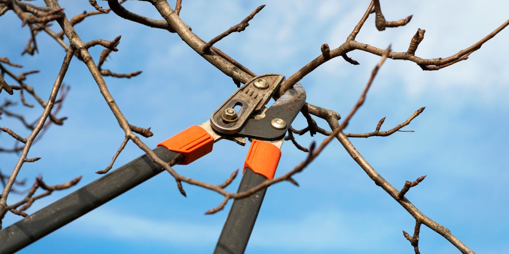 Mastering Pruning Techniques for Fruit Trees: Expert Tips