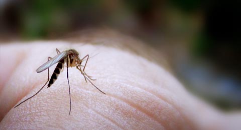 Mosquito on skin | Salisbury Greenhouse - St. Albert, Sherwood Park