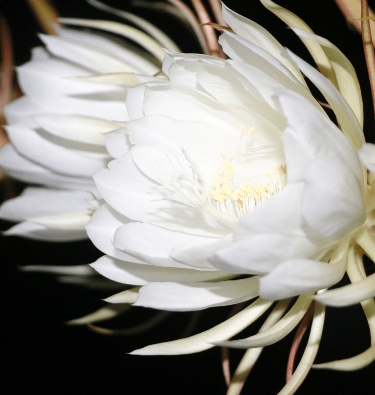 Most expensive flowers white orchid bloom salisbury floral studio