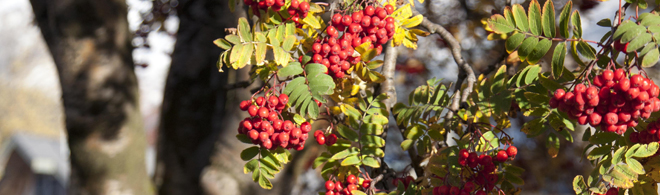 Mountain Ash berries | Salisbury Greenhouse - St. Albert, Sherwood Park