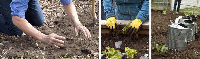 3 image split of someone gardening | Salisbury Greenhouse