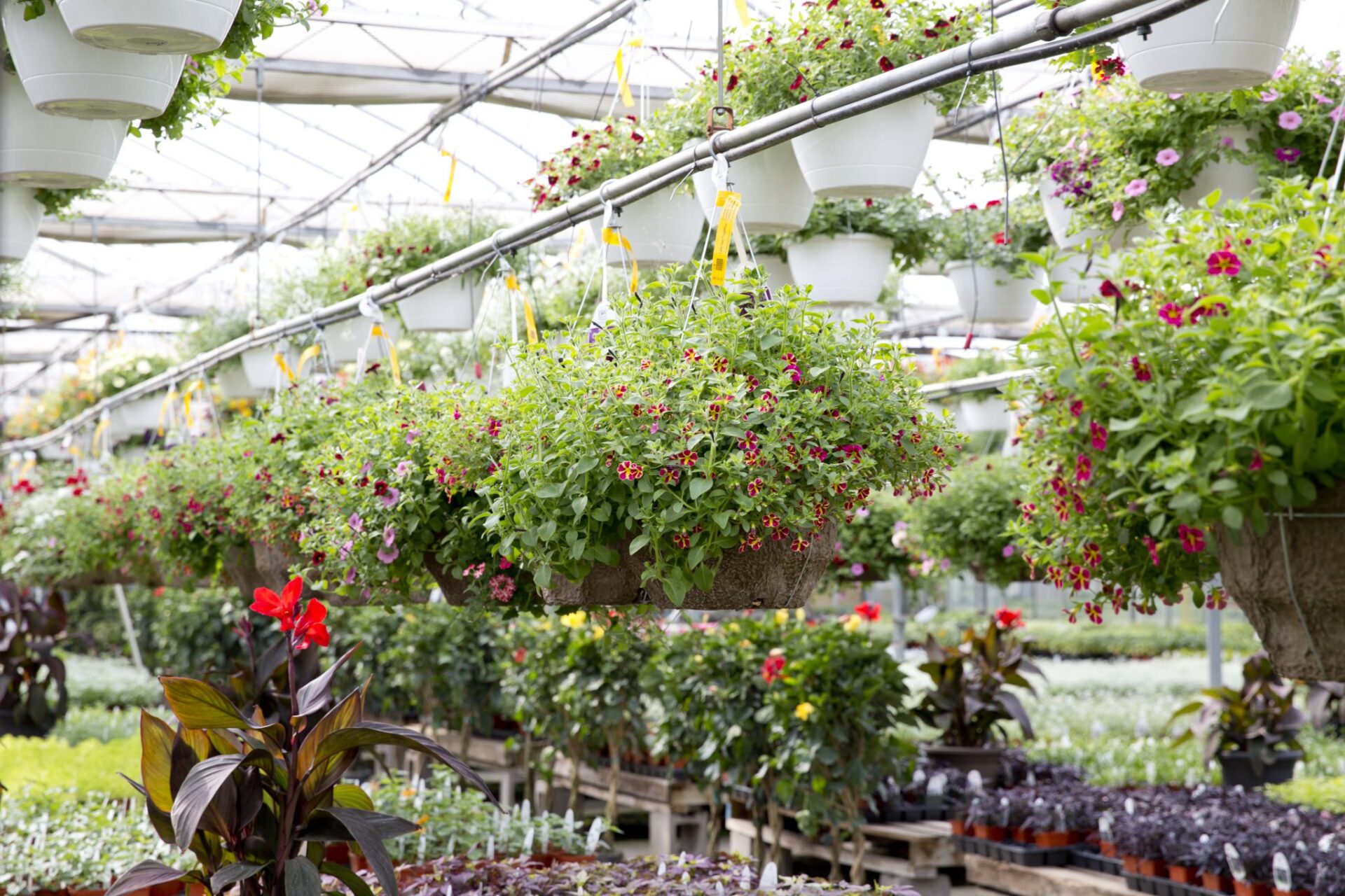_O7A0068 Salisbury Greenhouse