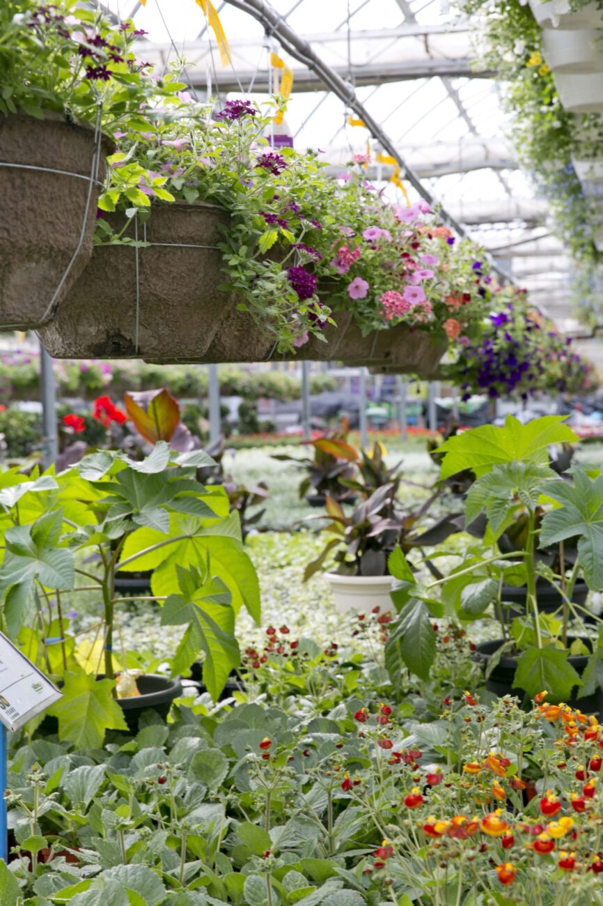 _O7A0150 Salisbury Greenhouse