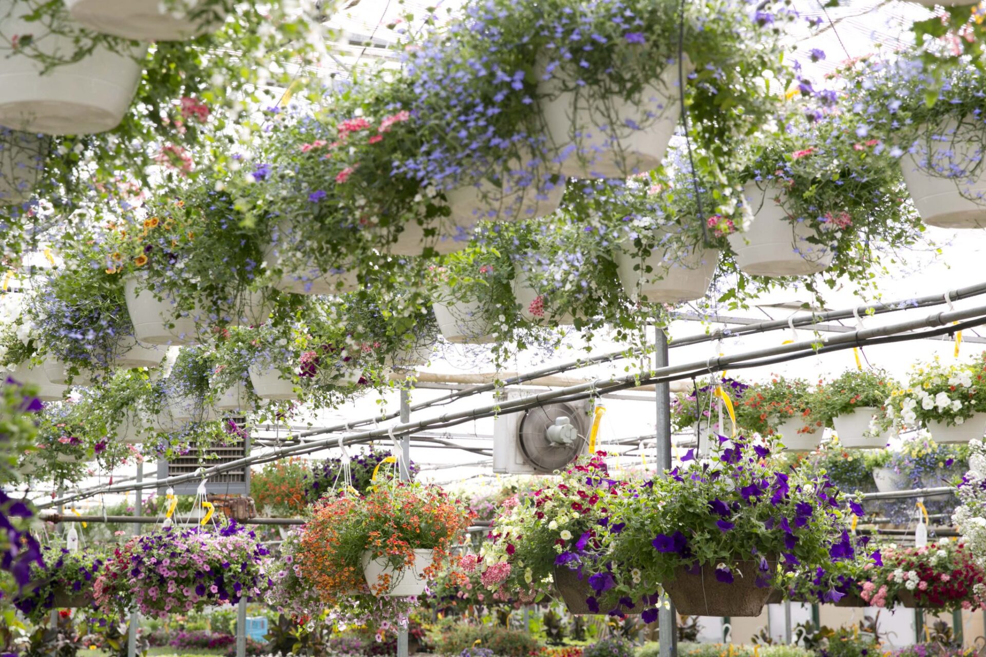 _O7A0480 Salisbury Greenhouse