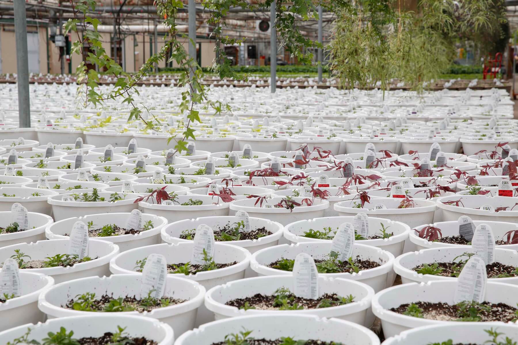 _O7A4018 Salisbury Greenhouse