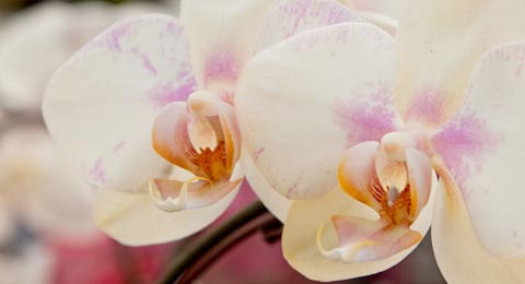 Orchid | Salisbury Greenhouse - St. Albert, Sherwood Park