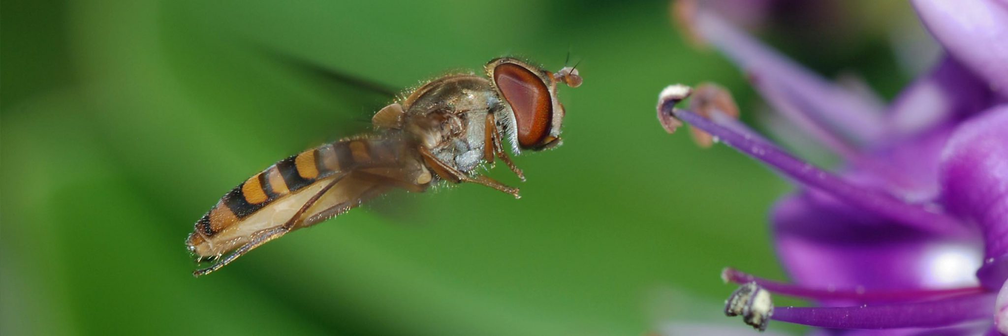 Other Pollinators - Salisbury Greenhouse