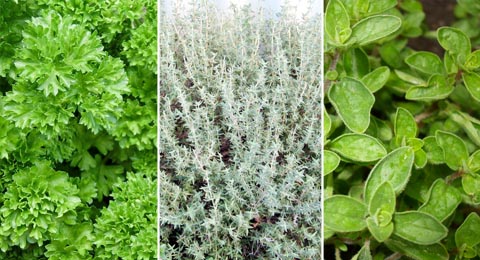 parsley, thyme, oregano | Salisbury Greenhouse - St. Albert, Sherwood Park