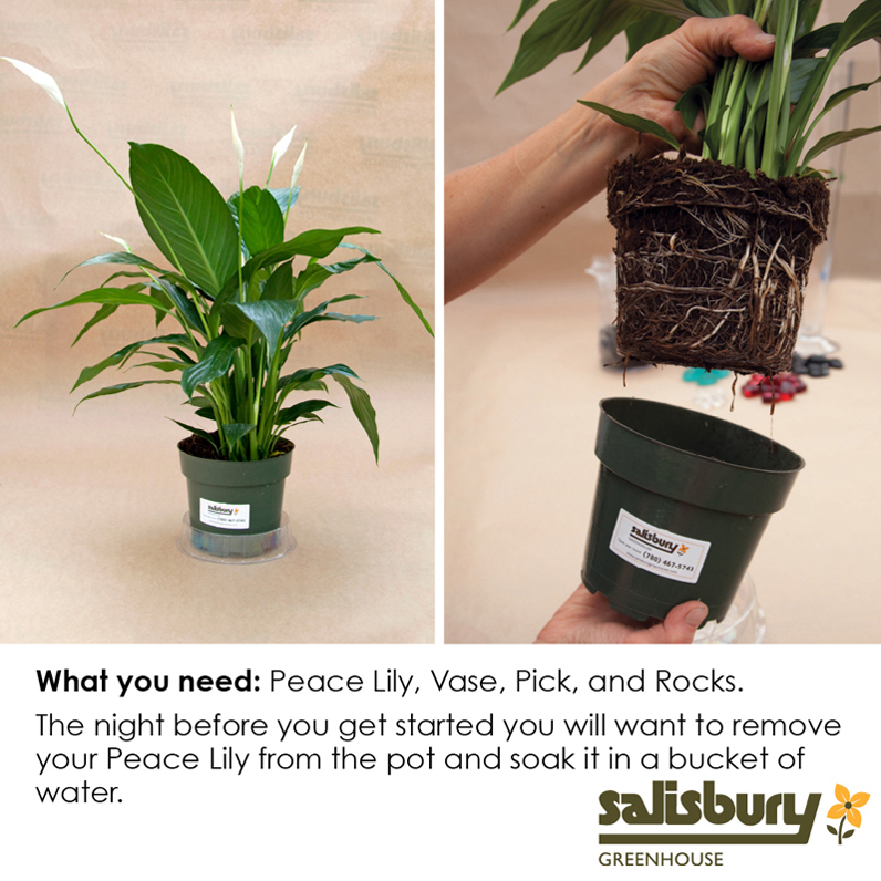 Planting Peace Lilly In Water | Salisbury Greenhouse - St. Albert, Sherwood Park