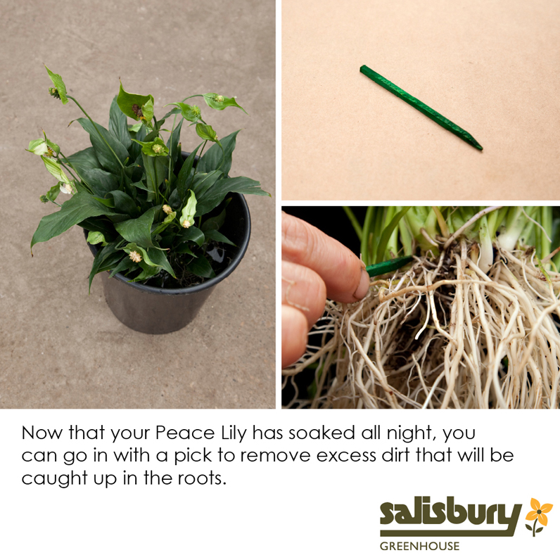 Planting Peace Lilly In Water | Salisbury Greenhouse - St. Albert, Sherwood Park