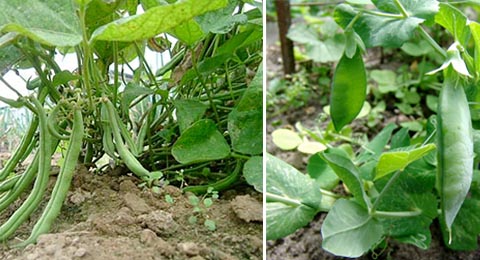 Image of Peas and beans plants