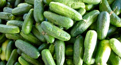 Pile of cucumbers | Salisbury Greenhouse - St. Albert, Sherwood Park
