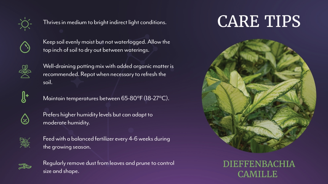 Dieffenbachia Camille Care Tips | Salisbury Greenhouse - Sherwood Park, St. Albert