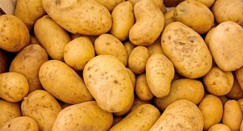 Potatoes | Salisbury Greenhouse, St. Albert, Sherwood Park