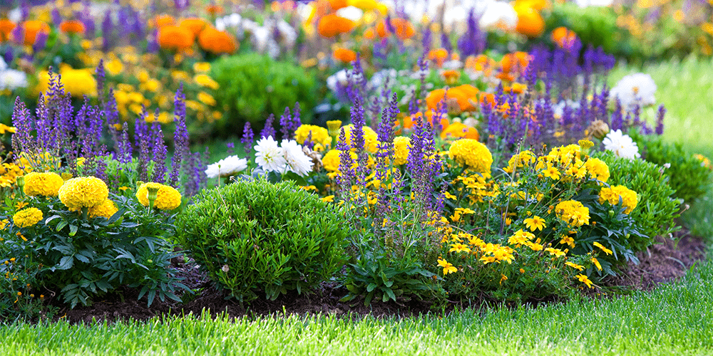 blooming flower bed purple yellow orange white