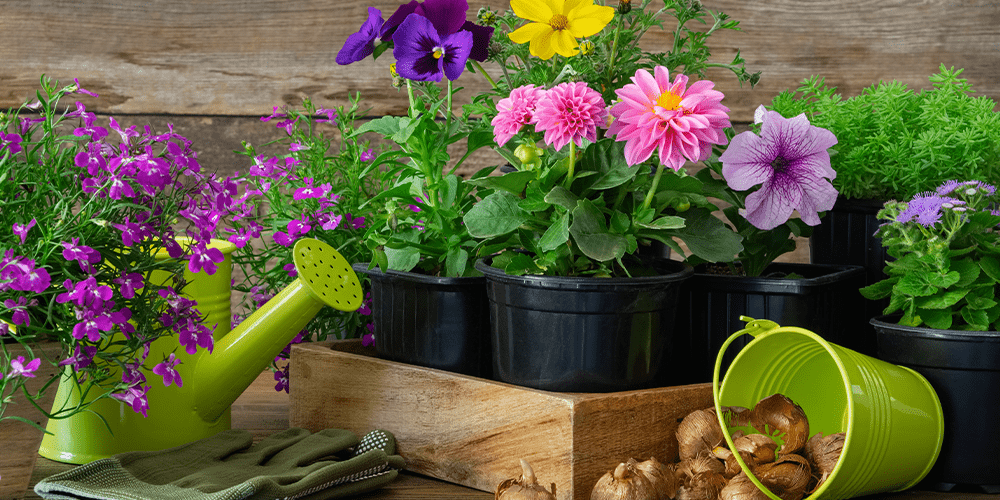 planting summer blooming flowers and bulbs