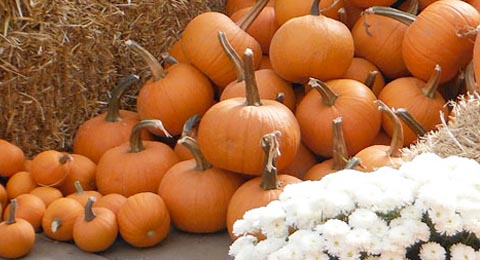 Pumpkin, Mum, Haystack | Salisbury Greenhouse - St Albert, Sherwood Park