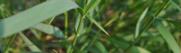 Quack Grass - Salisbury Greenhouse - Blog