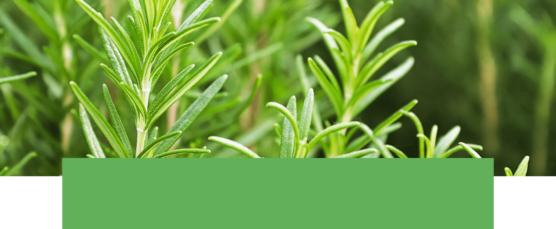 Rosemary | Salisbury Greenhouse - Sherwood Park, St. Albert