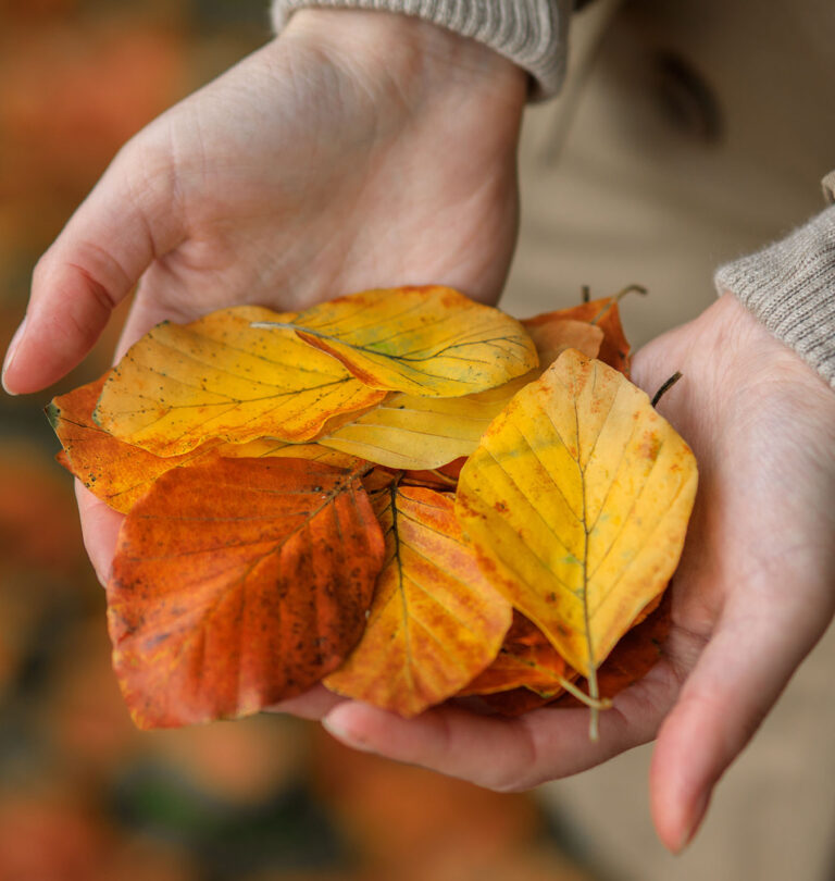 Salisbury Greenhouse leaves in hand autumn colours
