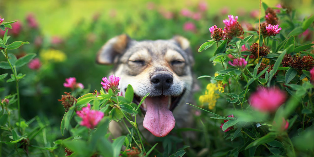 salisbury greenhouse dog smiling in garden